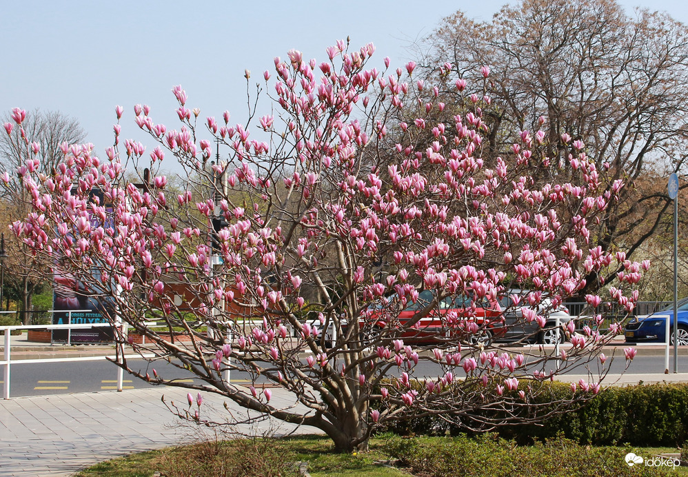 rózsaszín virágzás