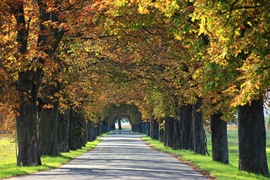 Lipóti gesztenye fasor