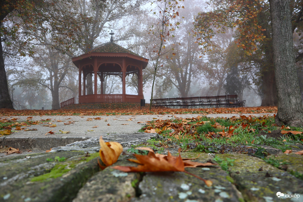 hull az elsárgult levél