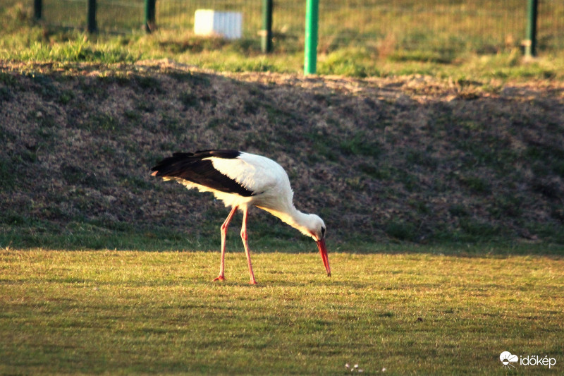 Koroncóra megérkezett