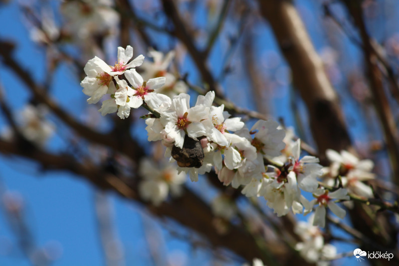 tavaszodik