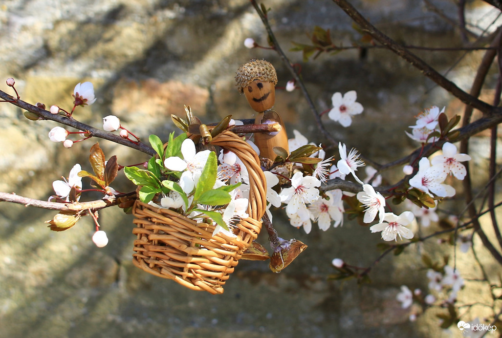  Győri Makk Matyi virágot szed