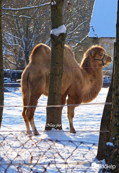 Jegestevét valaki? :) 