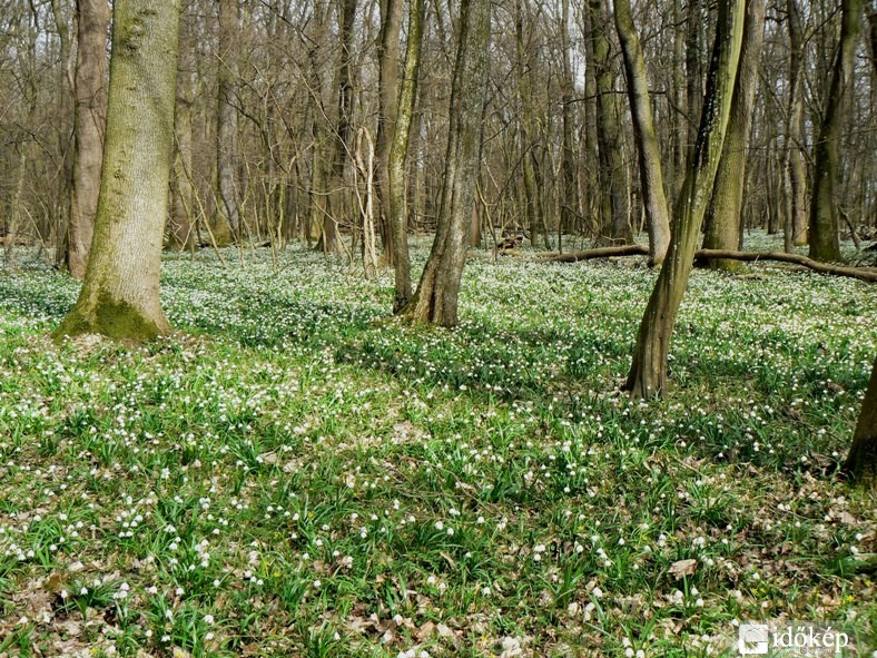 Tőzikés erdő