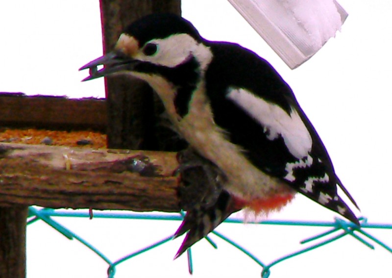 Nagy fakopáncs