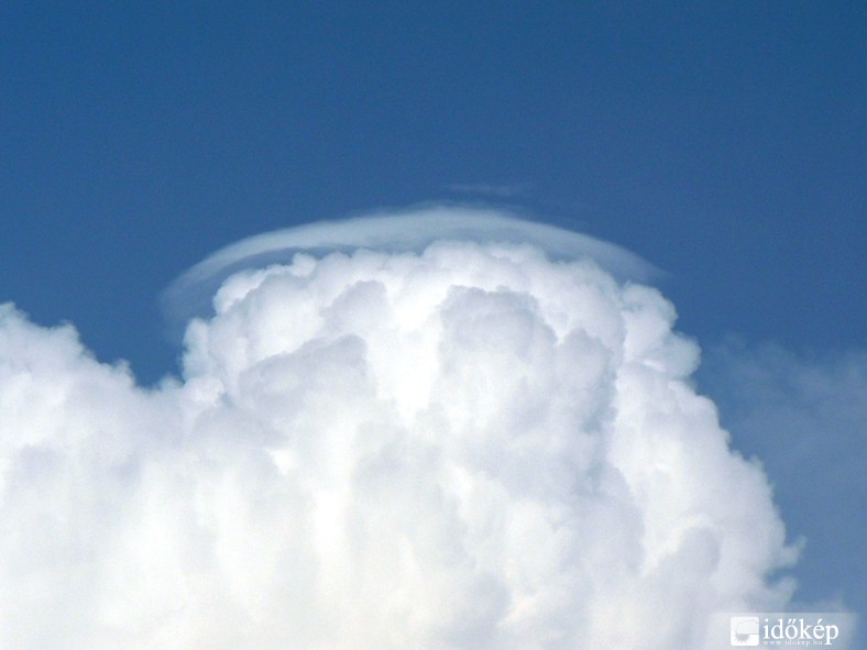 Cu pileus