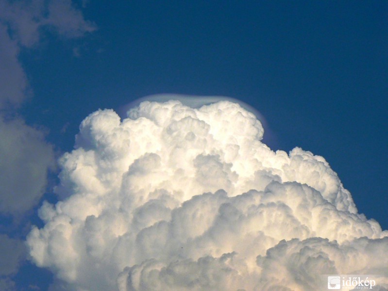 Cu pileus