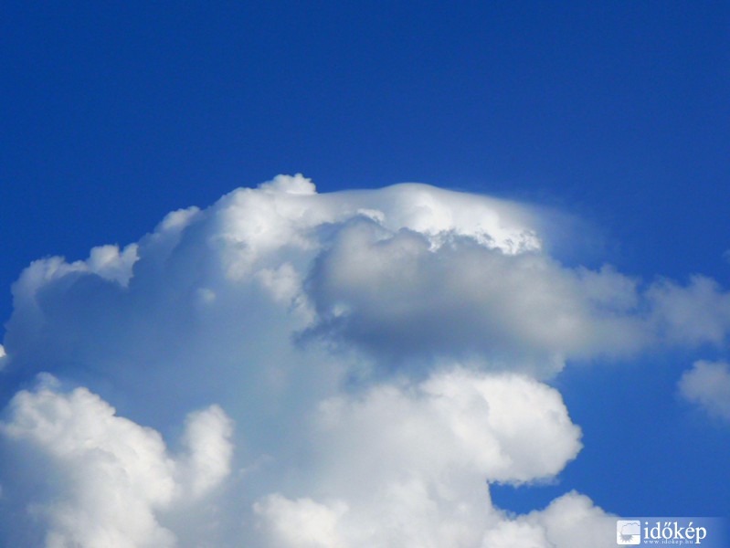 Cu pileus