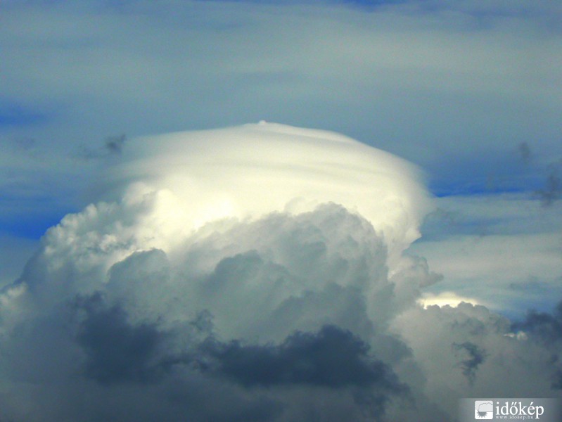 Cu pileus