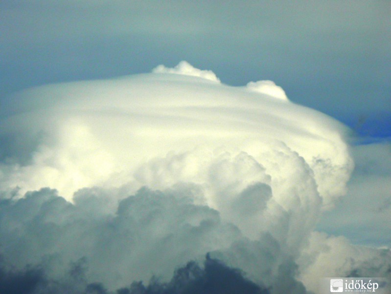 Cu pileus