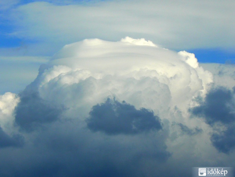 Cu pileus