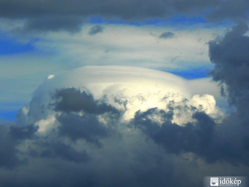 Cu pileus