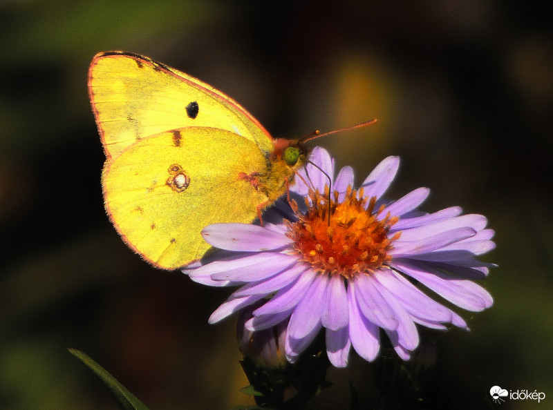 Kéneslepke őszirózsán