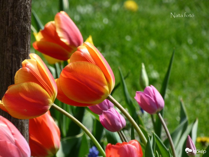 Élénk nyugati szél