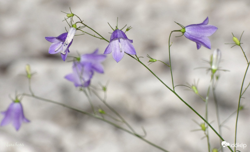 Harangvirágok
