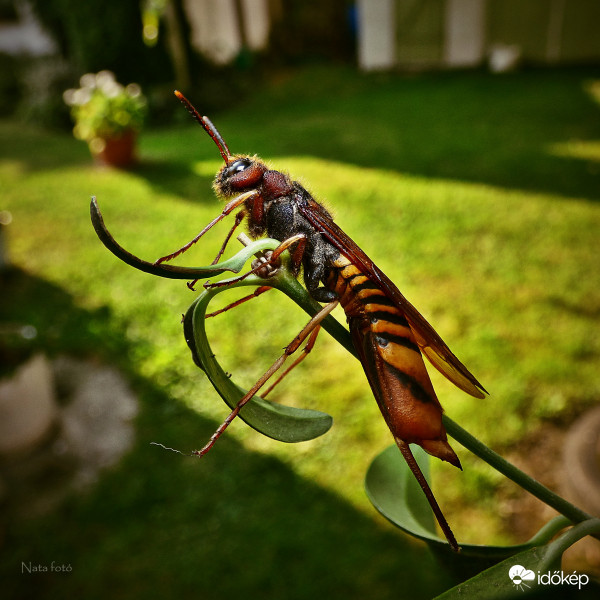 Sárgagyűrűs fadarázs