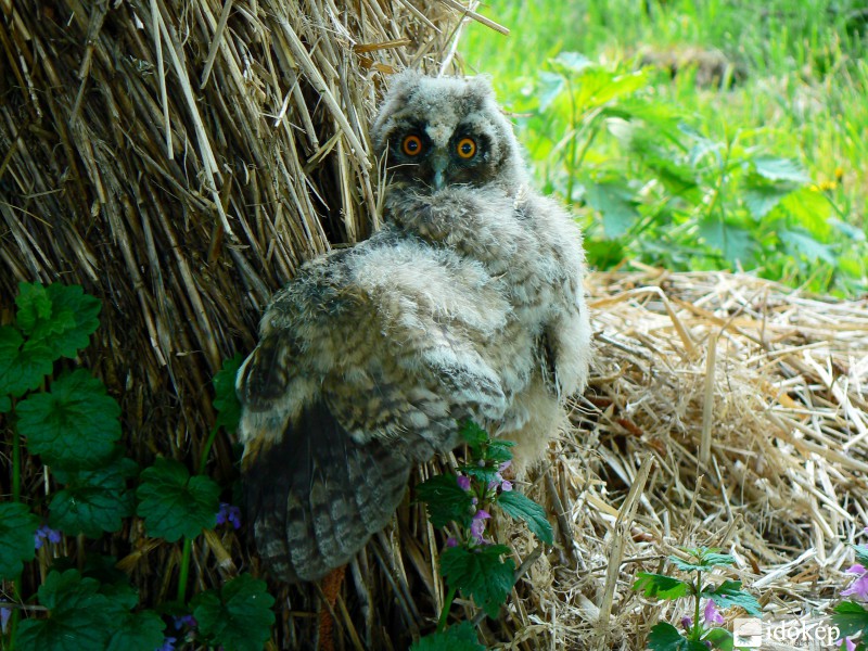 Kis Füles :)