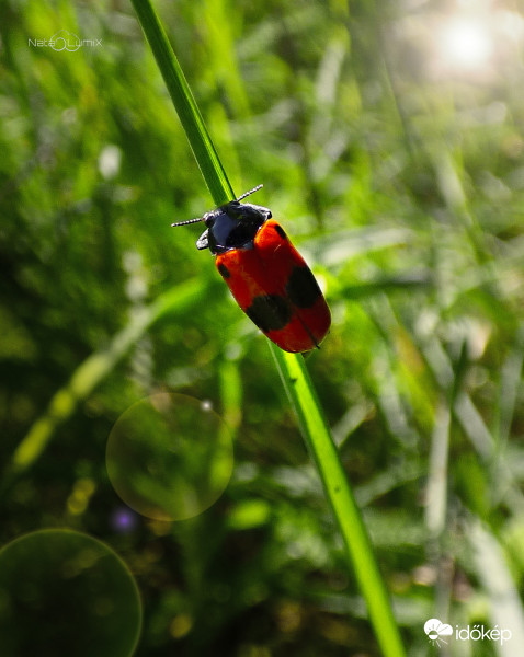 Fűz-zsákhordóbogár