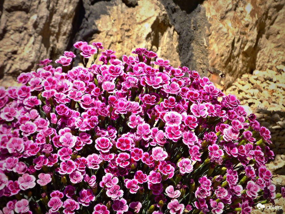 Szendi a rengetegben :)