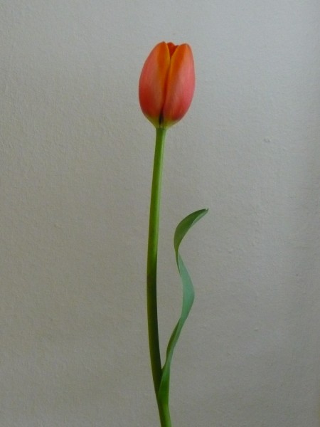 És eljő a tavasz...