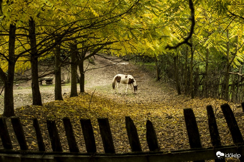 sárguLÓ természet