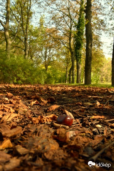 kicsi gesztenye.../ma délben/