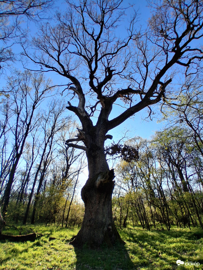 Rákóczi tölgy, Mikepércs