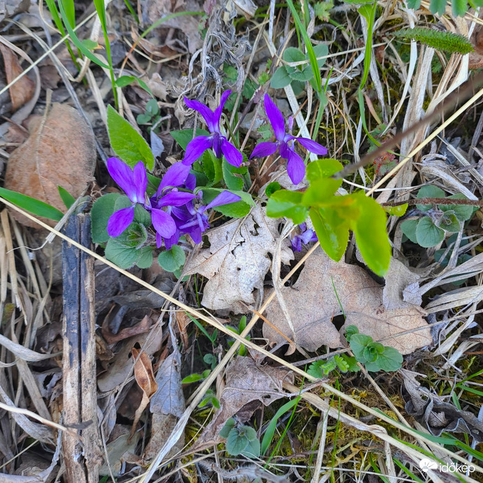 Ősz és tavasz találkozása