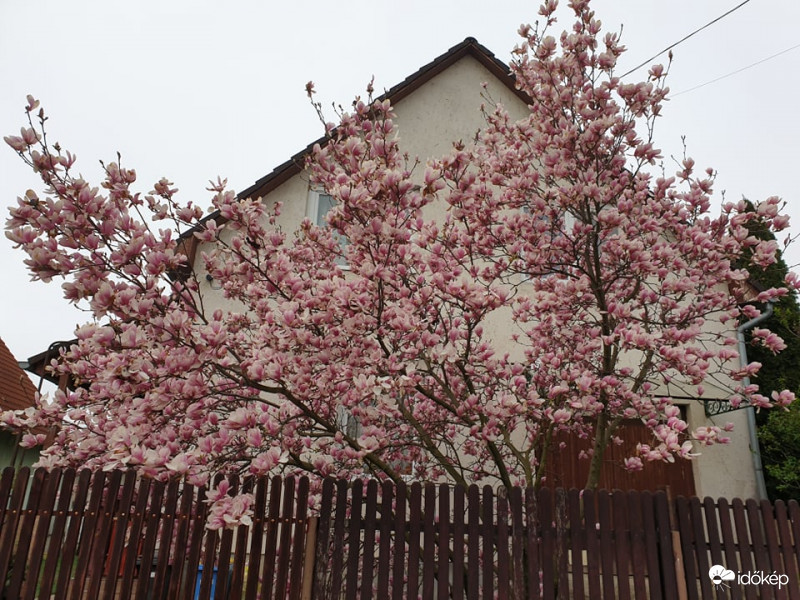 Magnólia teljes pompájában