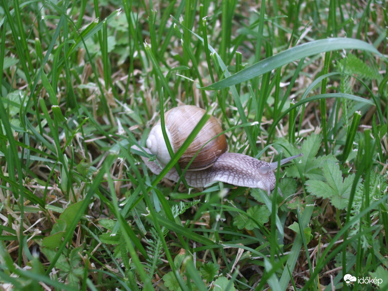 "Elindultam egy fűszálon, hogy a világot bejárom..."