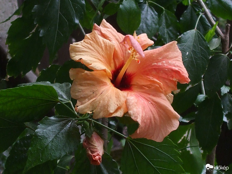 Hibiszkusz