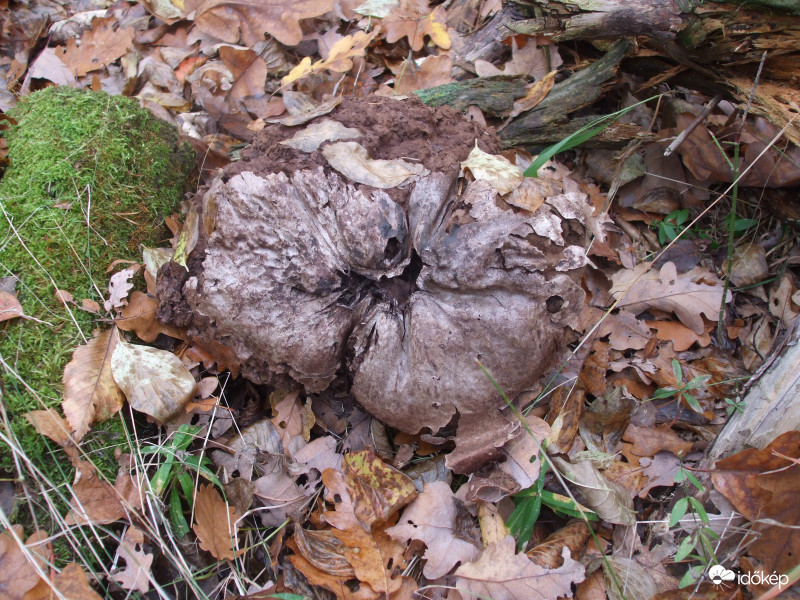 Rejtőzködő pöfeteg