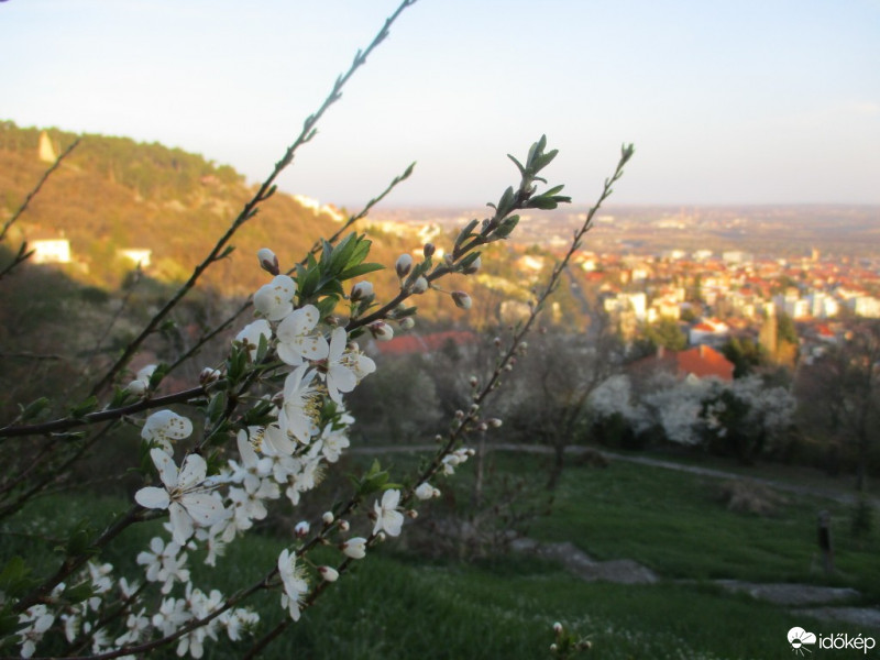 Pécs-Somogy