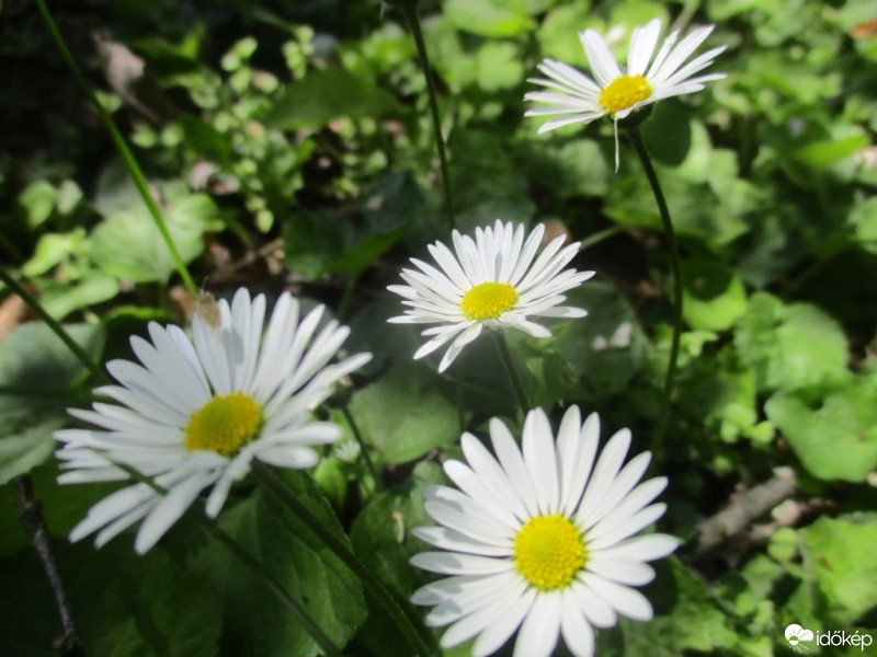 Pécs-Somogy