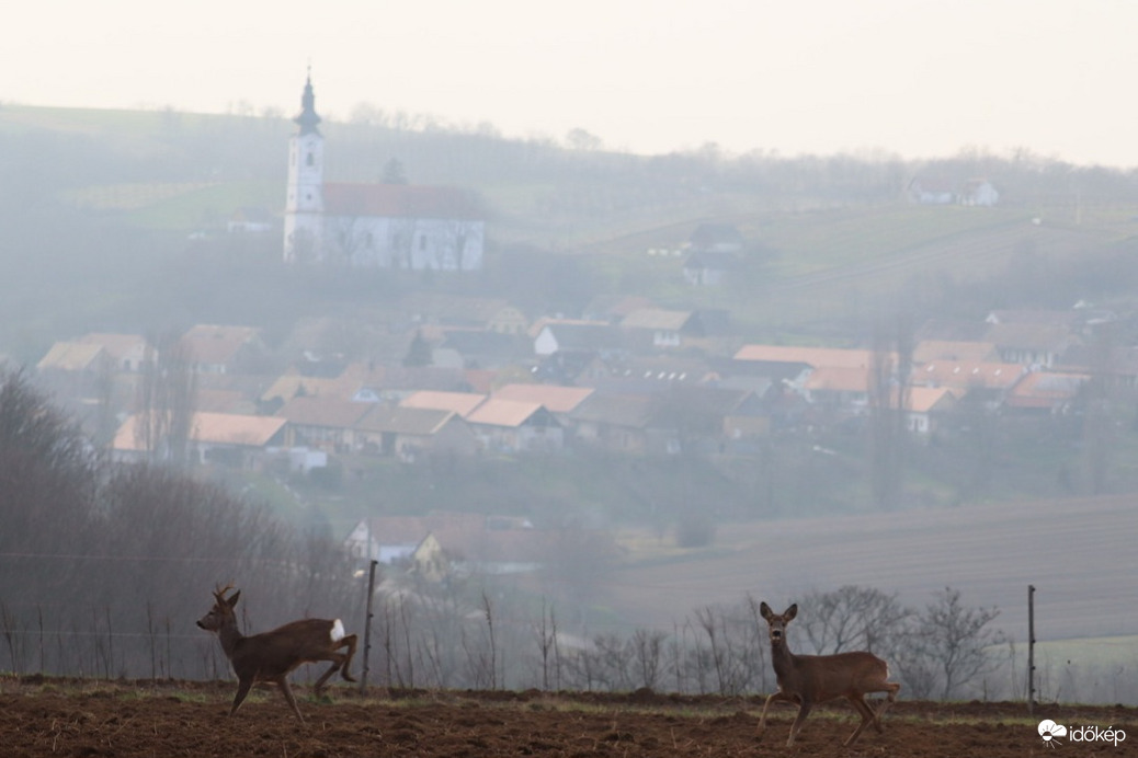 Őz pár a páras időben