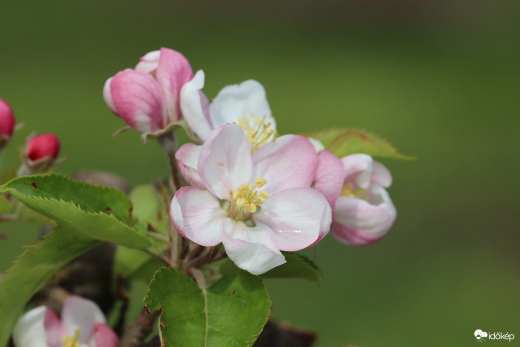 Virágzó almás! 6.