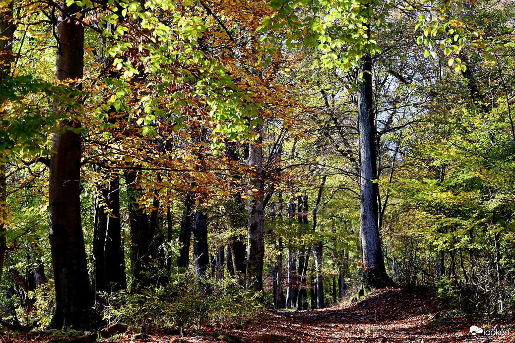Ősz a Mecsekben