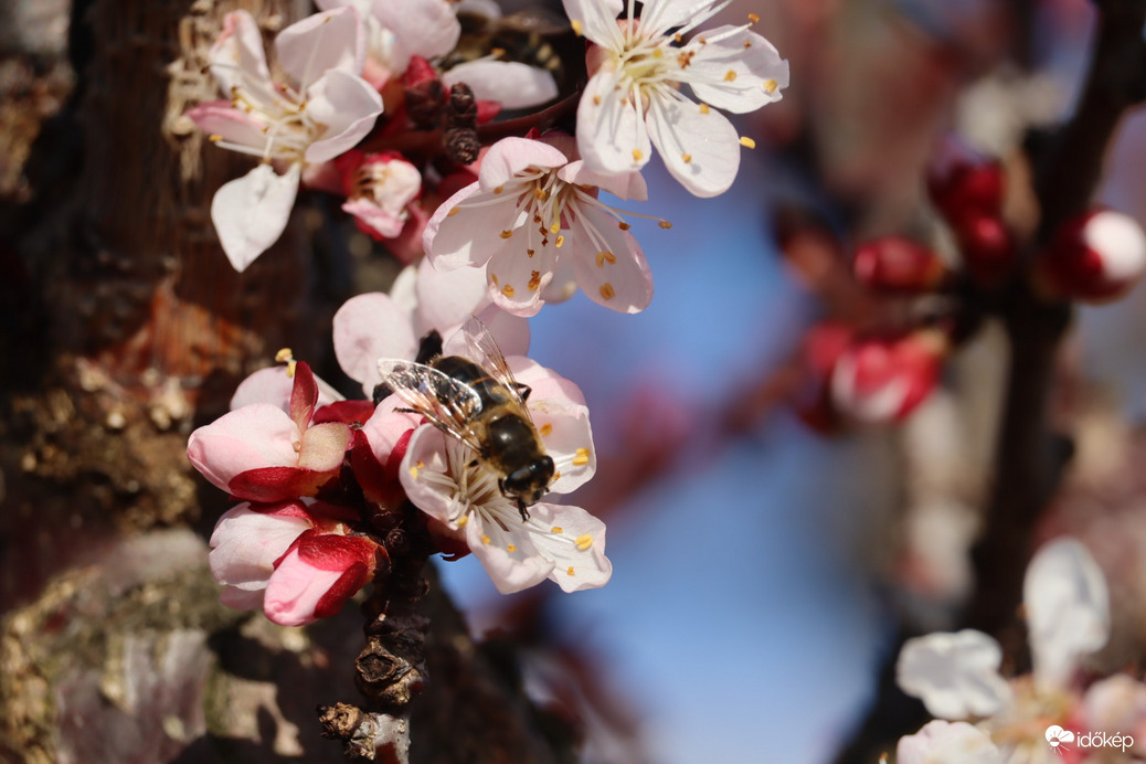 Virágoznak a korai sárgabarack fajták a závodi dombokon.