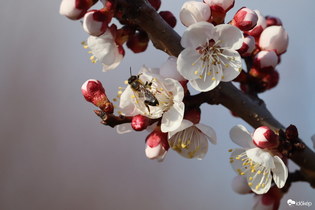 Virágoznak a korai sárgabarack fajták a závodi dombokon.
