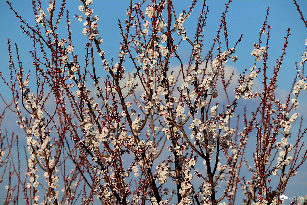 Virágoznak a korai sárgabarack fajták a závodi dombokon.