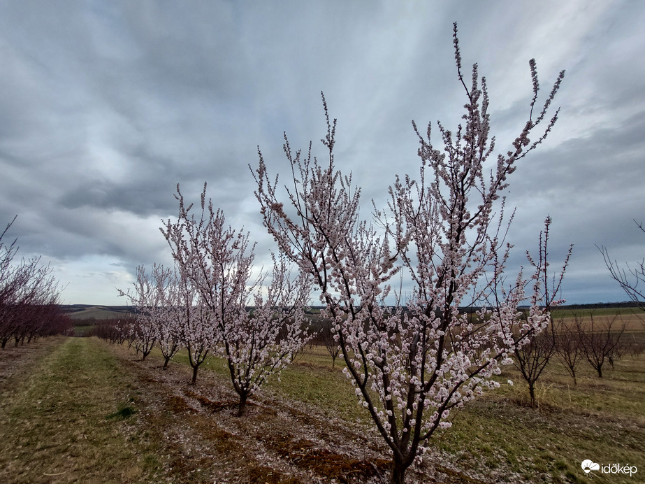 Kajszibarack virágzás Závodon 