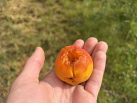 Jégkár
