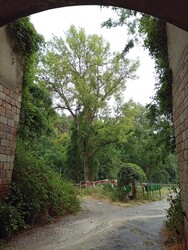 Vác-Nyulas