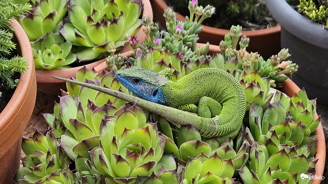 Kertünk legszebb dísze