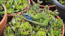 Kertünk legszebb dísze