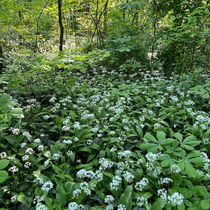 Mosonmagyaróvár