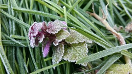 Tavaszi fagyveszély 