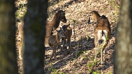 Nyuszi helyett bárány.