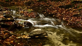 Patakocska