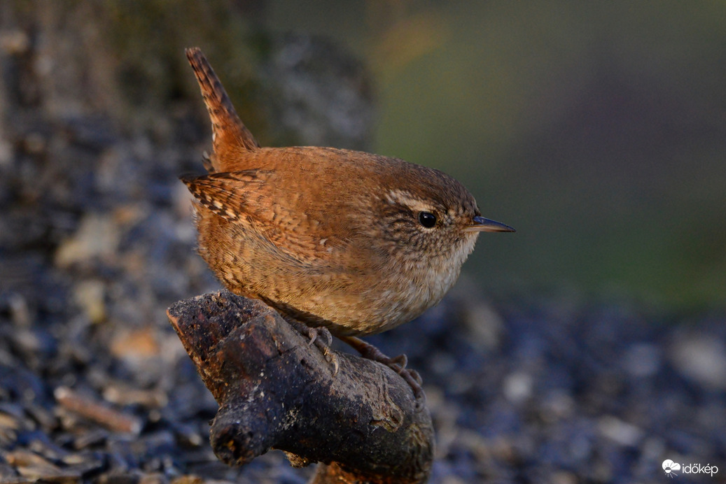 A legkisebb vendég.
